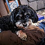 affenpinscher, animal, architecture, armchair, building, canine, chair, cockerspaniel, couch, cushion, dog, furniture, hound, indoors, livingroom, pet, poodle, puppy, room, terrier