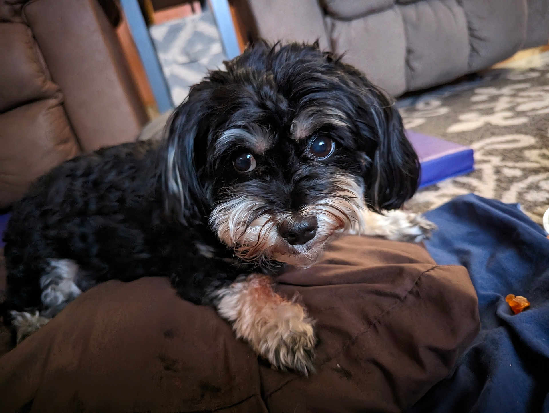 Max is registered to the contest to win money with this photo: affenpinscher, animal, architecture, armchair, building, canine, chair, cockerspaniel, couch, cushion, dog, furniture, hound, indoors, livingroom, pet, poodle, puppy, room, terrier