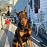 doberman, dog, pet, porch, deck, sunlight, shadow, house, white_house, metal_table, metal_chair, potted_flower, plant, outdoor, animal, ears, sitting, curious, daylight, wooden_floor