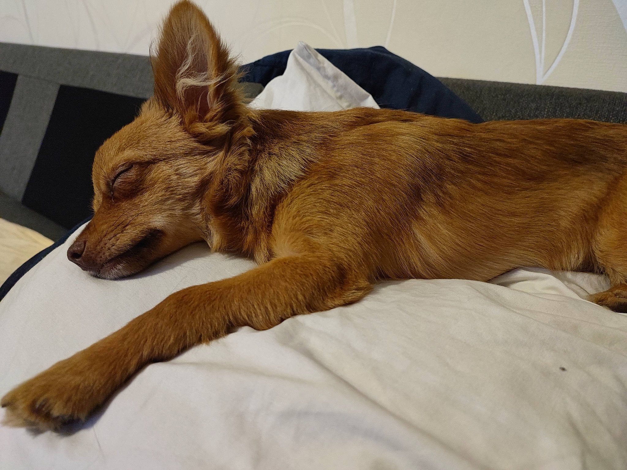 Twix a rejoint le concours — aidez-le/la à gagner de superbes lots ! art, canidae, carnivore, comfort, companion_dog, dog, dog_breed, dog_supply, fawn, fur, liver, paw, snout, sporting_group, tail, terrestrial_animal, whiskers, wood, working_animal