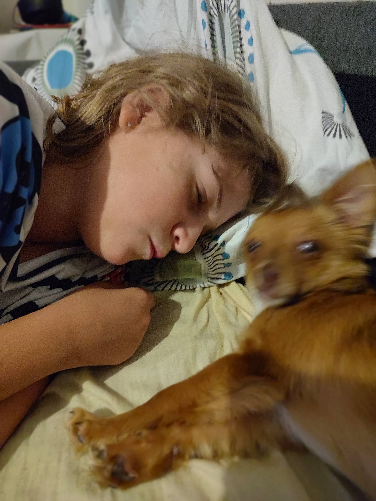 Twix a rejoint le concours — aidez-le/la à gagner de superbes lots ! bed, bedding, bedtime, carnivore, child, comfort, companion_dog, dog_breed, ear, fawn, felidae, fur, happy, linens, nap, sleep, small_to_medium_sized_cats, toddler, vertebrate, whiskers