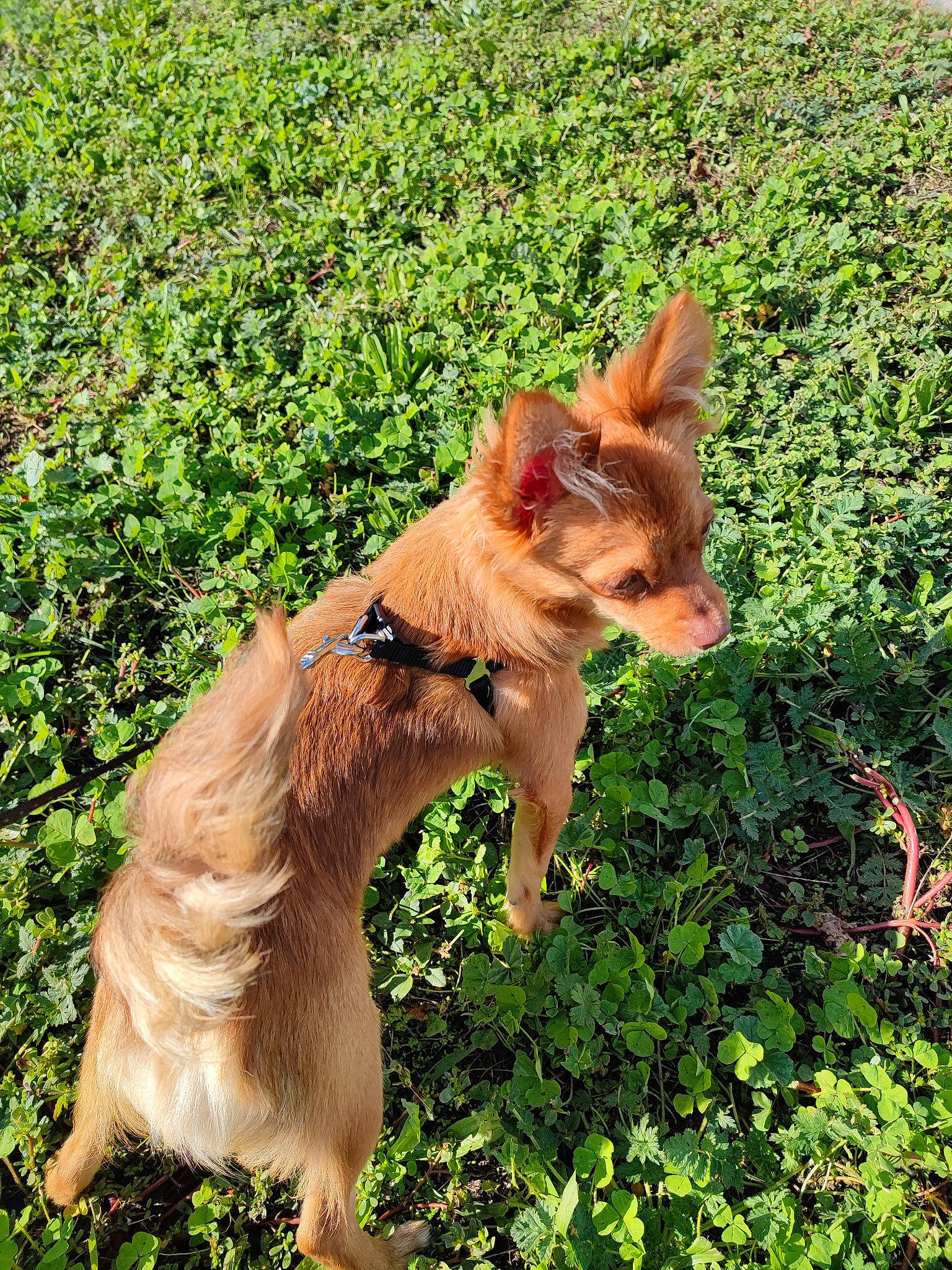 Twix a rejoint le concours — aidez-le/la à gagner de superbes lots ! canidae, carnivore, companion_dog, dog, dog_breed, fawn, fox, fur, grass, grassland, groundcover, liver, plant, sporting_group, tail, terrestrial_animal, whiskers, wildlife