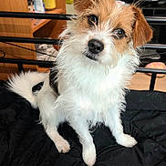 Smores is registered to the contest to win money with this photo: dog, pet, fluffy, curious, indoor, black_blanket, furniture, wooden_shelf, household_items, cute, small_dog, white_fur, brown_fur, sitting, looking_at_camera, expressive_eyes, tail, paw, nose, whiskers