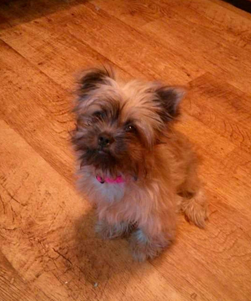 Storm is registered to the contest to win money with this photo: canidae, carnivore, companion_dog, dog, dog_breed, dog_supply, fawn, flooring, fur, hardwood, liver, small_terrier, sporting_group, terrier, toy_dog, varnish, wood, wood_stain, working_animal, yorkipoo