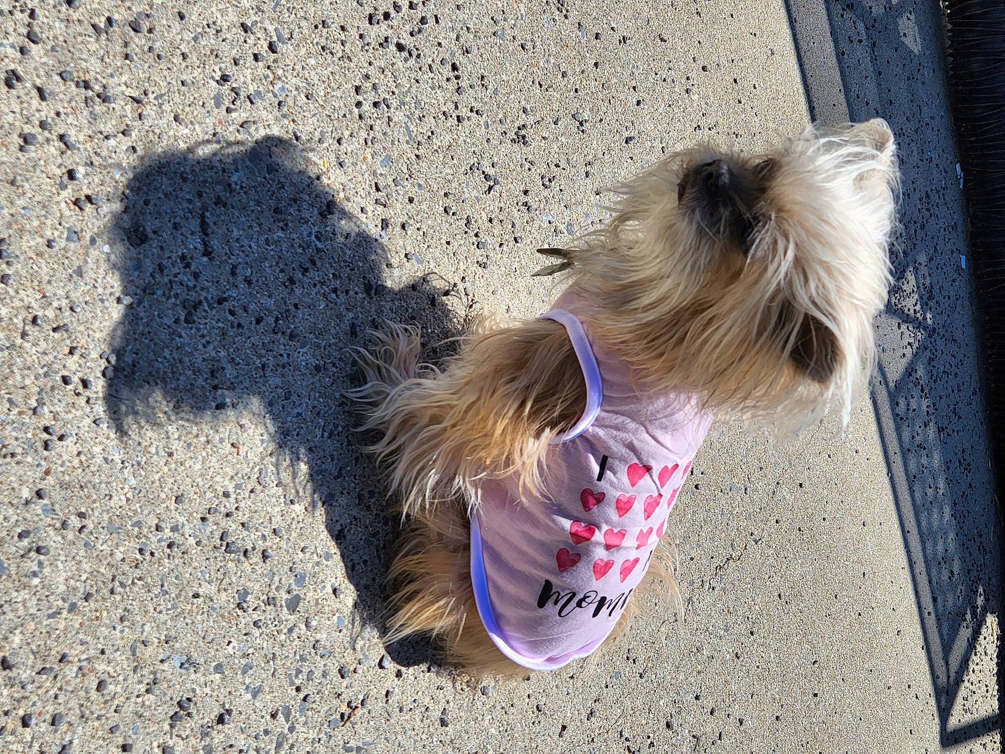 Storm joined the competition — help win amazing prizes! asphalt, canidae, carnivore, companion_dog, dog, dog_breed, dog_clothes, dog_supply, fashion_accessory, fawn, foot, fur, road_surface, small_terrier, snout, soil, sporting_group, tail, terrier, toy_dog