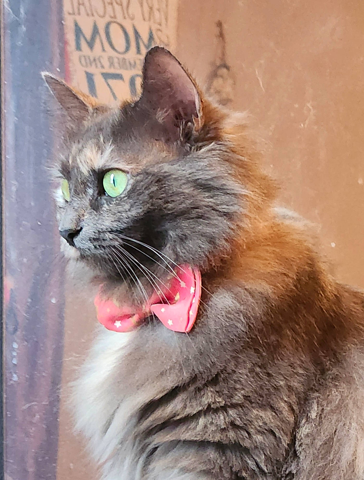 Winter joined the competition — help win amazing prizes! black_cat, carnivore, cat, collar, domestic_short_haired_cat, eye, fang, felidae, fur, grey, paw, roar, small_to_medium_sized_cats, snout, tail, terrestrial_animal, tooth, whiskers, wildlife