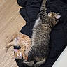 animal, black_blanket, cat, companion, cozy, cute, domestic_cat, fur, indoor, kitten, orange_cat, paw, pets, relaxing, resting, sleeping, tabby_cat, tail, whiskers, wooden_floor