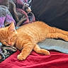 adorable, animal, blanket, cat, comfort, cozy, cute, domestic_animal, feline, fur, indoor, kitten, nap, orange_tabby, pet, relaxation, resting, sleeping, soft, young_cat