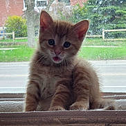 Duchess is registered to the contest to win money with this photo: kitten, cat, orange_tabby, pet, animal, windowsill, window, curious, cute, fur, whiskers, indoor, young, mammal, domestic, portrait, closeup, sitting, background, nature