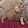 Duchess