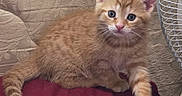 Duchess is registered to the contest to win money with this photo: animal, blue_eyes, cat, cozy, curious, cute, fabric, fan, feline, fur, indoor, kitten, orange_tabby, paw, pet, resting, small, texture, whiskers, young