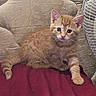 Duchess is registered to the contest to win money with this photo: kitten, cat, orange_tabby, blue_eyes, fur, whiskers, paw, indoor, fabric, fan, curious, pet, animal, cute, small, young, feline, resting, texture, cozy