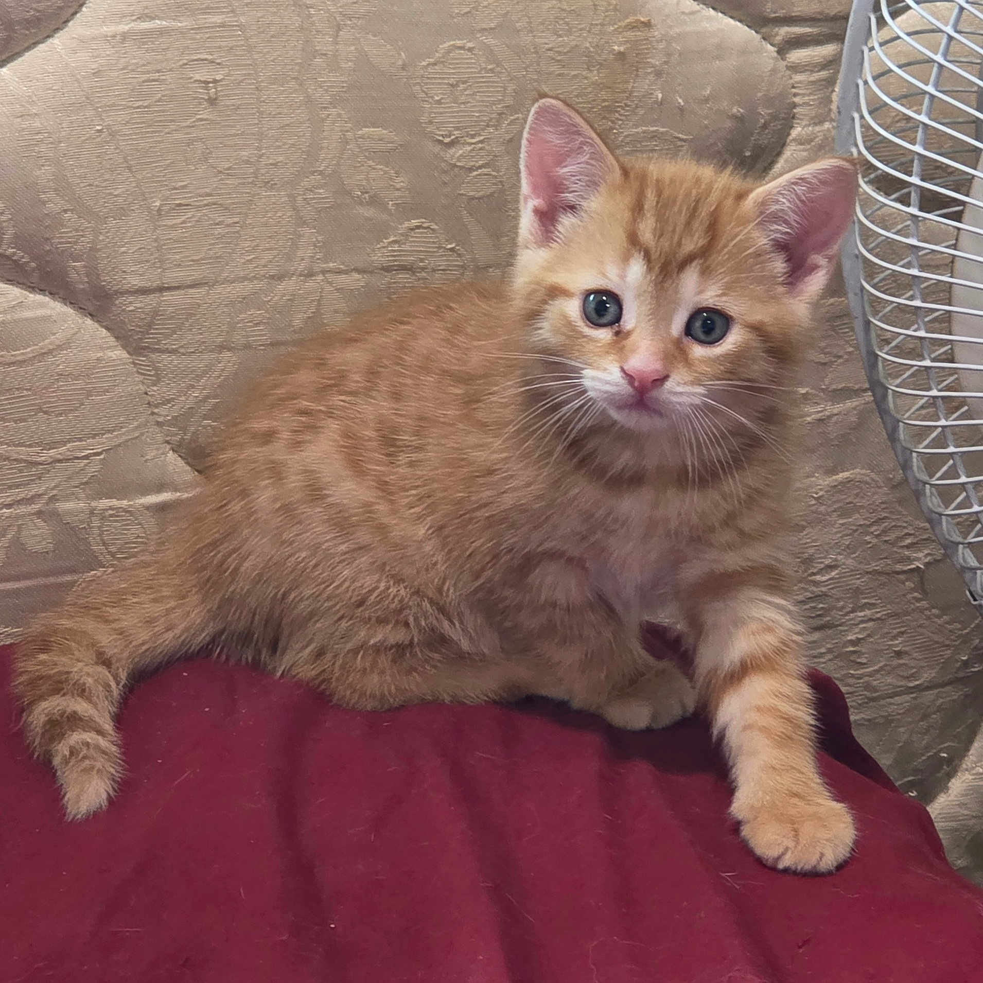 Duchess is registered to the contest to win money with this photo: kitten, cat, orange_tabby, blue_eyes, fur, whiskers, paw, indoor, fabric, fan, curious, pet, animal, cute, small, young, feline, resting, texture, cozy