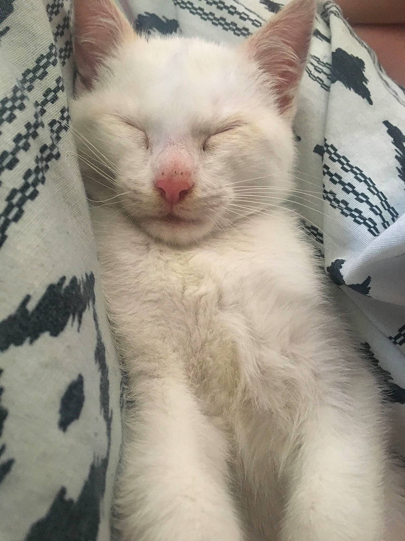 Newt participe au concours pour gagner de l'argent avec cette photo : carnivore, cat, comfort, domestic_short_haired_cat, felidae, fur, linens, pattern, paw, small_to_medium_sized_cats, snout, square, tail, terrestrial_animal, whiskers