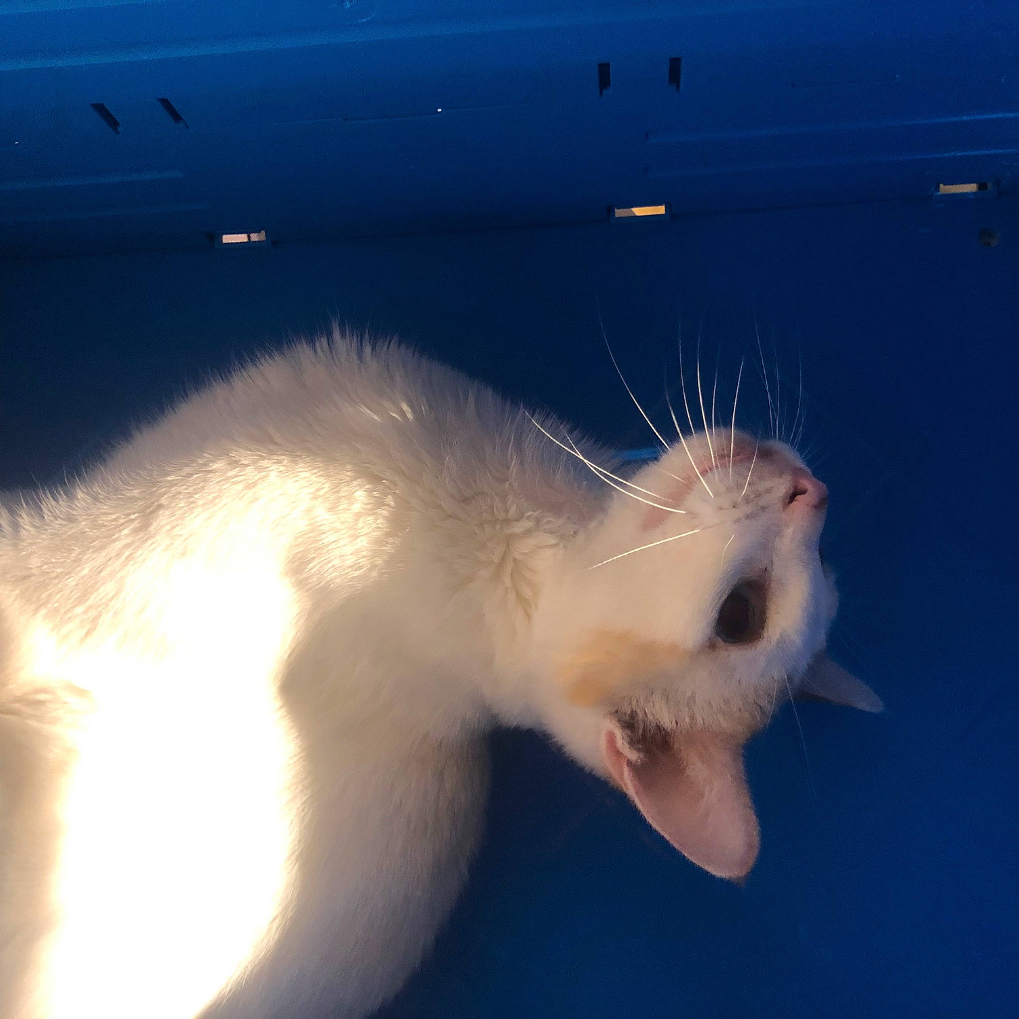 Newt participe au concours pour gagner de l'argent avec cette photo : automotive_exterior, carnivore, claw, electric_blue, eye, felidae, fur, marine_mammal, mustelidae, paw, small_to_medium_sized_cats, snout, tail, terrestrial_animal, whiskers, wildlife, wing