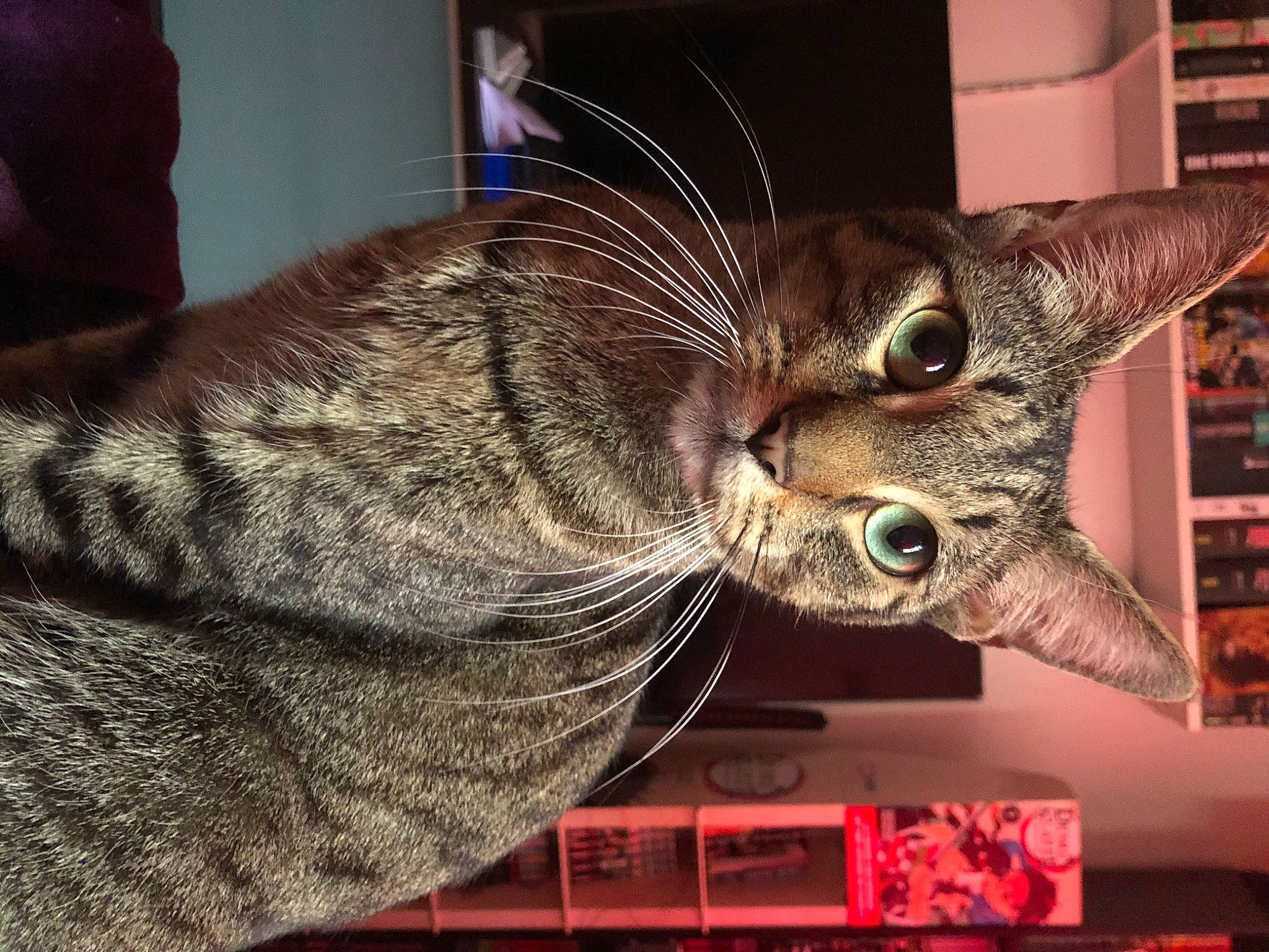 Simba a rejoint le concours — aidez-le/la à gagner de superbes lots ! art, carnivore, cat, claw, comfort, domestic_short_haired_cat, event, felidae, fur, holiday, metal, small_to_medium_sized_cats, snout, tail, visual_arts, whiskers, window