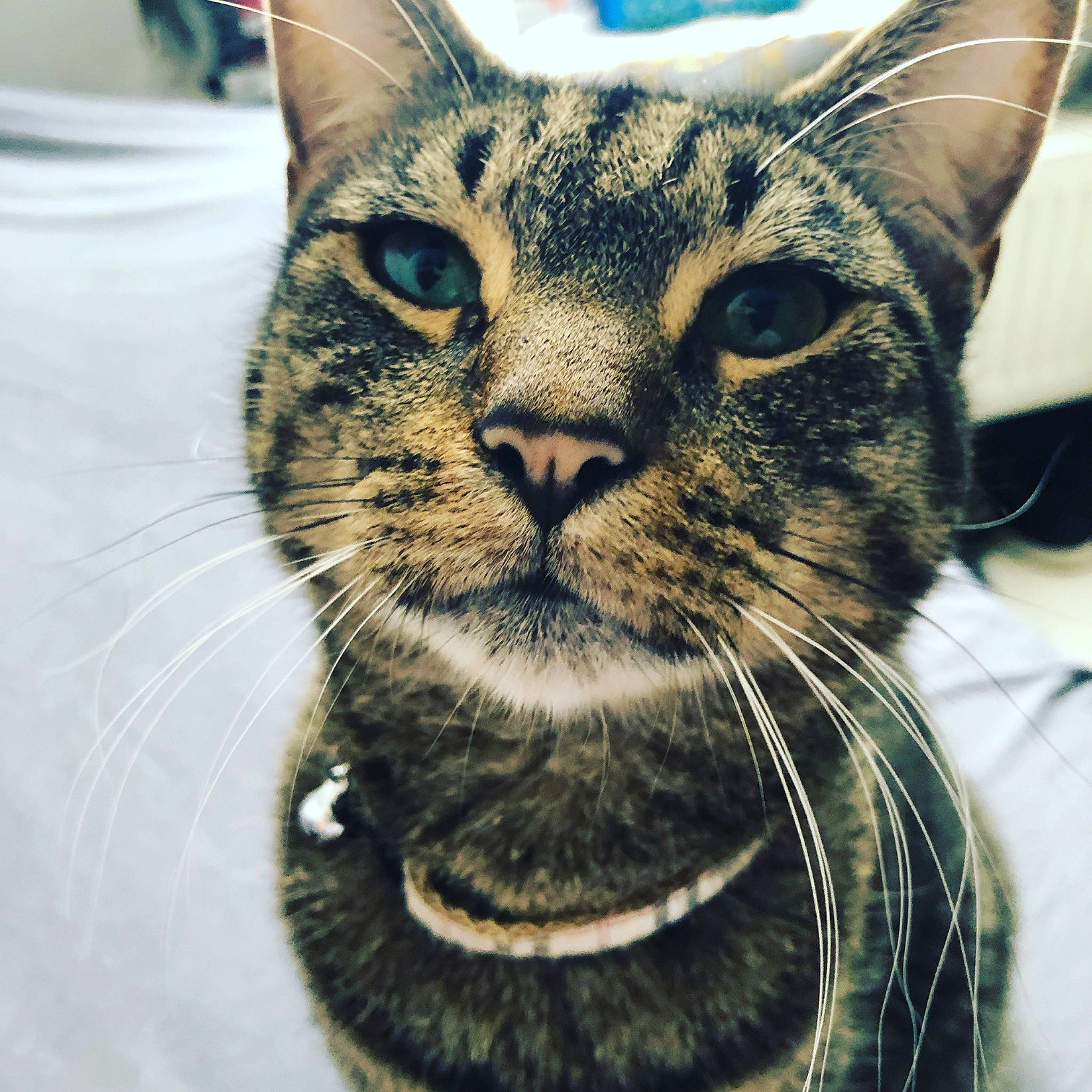 Simba participe au concours pour gagner de l'argent avec cette photo : carnivore, cat, domestic_short_haired_cat, felidae, fur, head, iris, small_to_medium_sized_cats, snout, terrestrial_animal, whiskers, wildlife