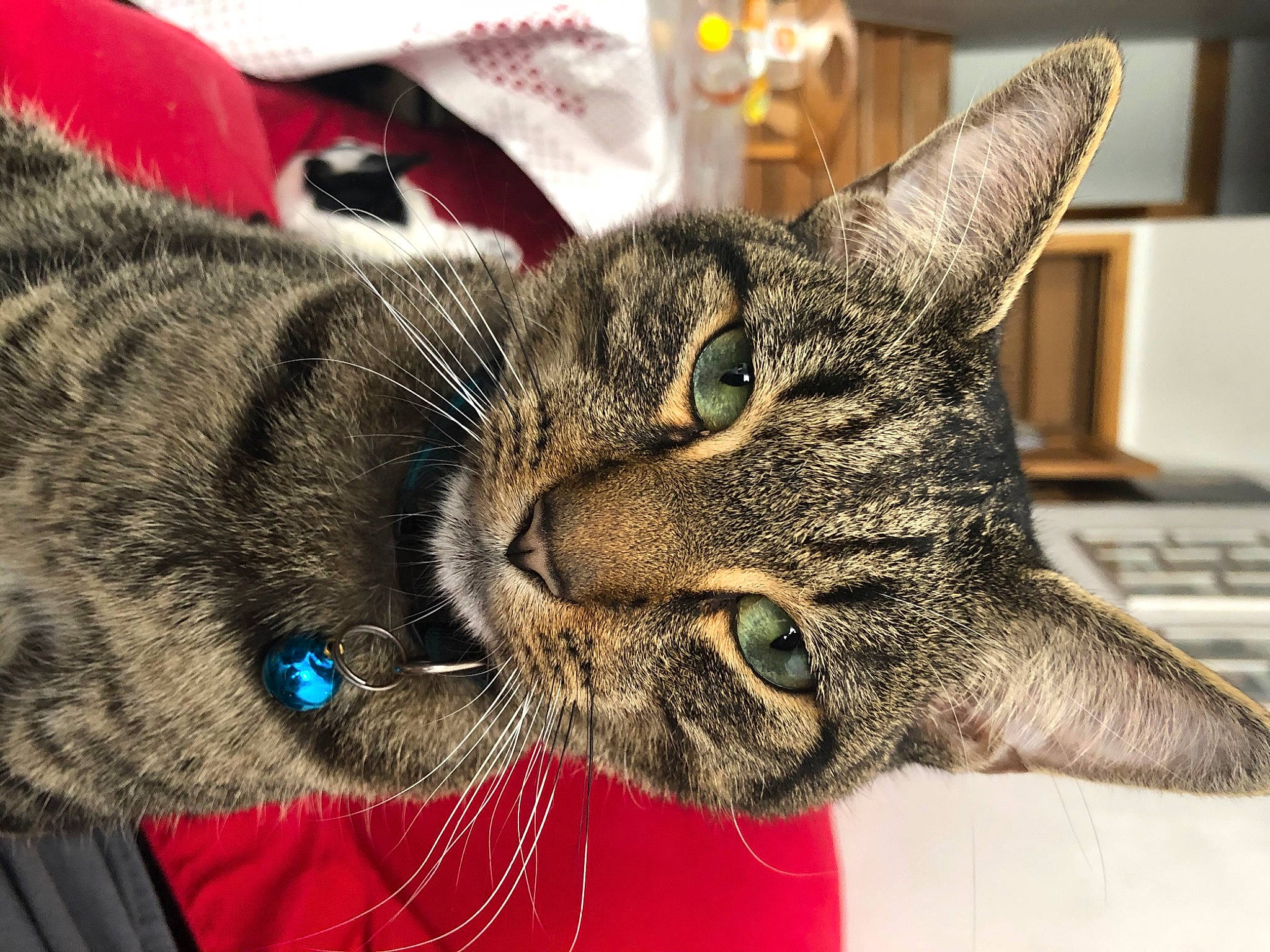 Simba participe au concours pour gagner de l'argent avec cette photo : carnivore, cat, claw, domestic_short_haired_cat, ear, felidae, fur, paw, small_to_medium_sized_cats, snout, terrestrial_animal, whiskers