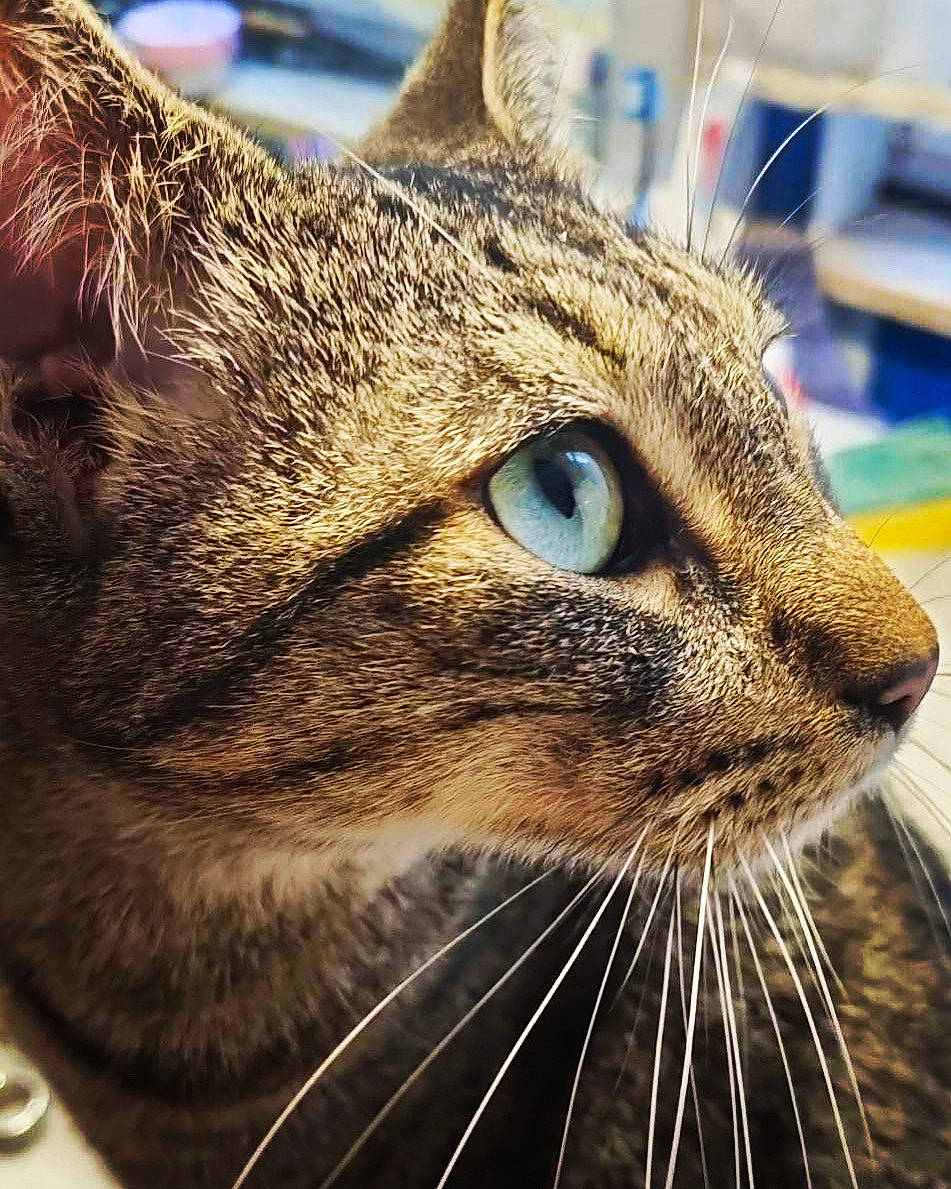 Simba participe au concours pour gagner de l'argent avec cette photo : carnivore, cat, close_up, domestic_short_haired_cat, electric_blue, felidae, fur, grass, small_to_medium_sized_cats, snout, terrestrial_animal, whiskers, wildlife