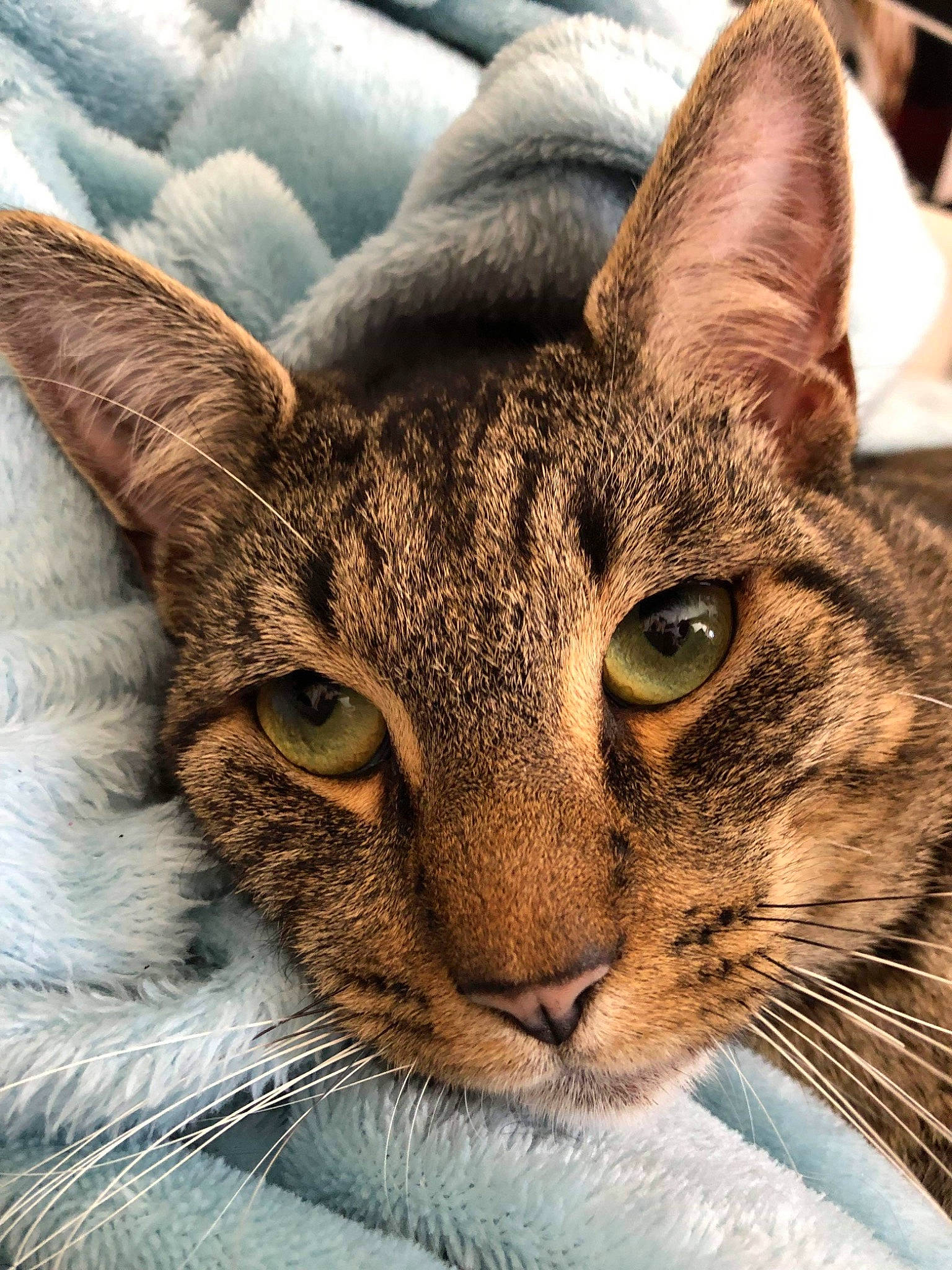 Simba a rejoint le concours — aidez-le/la à gagner de superbes lots ! bobcat, carnivore, cat, comfort, domestic_short_haired_cat, eye, felidae, fur, grass, head, lynx, sand, small_to_medium_sized_cats, snout, terrestrial_animal, tree, whiskers, wildlife, window