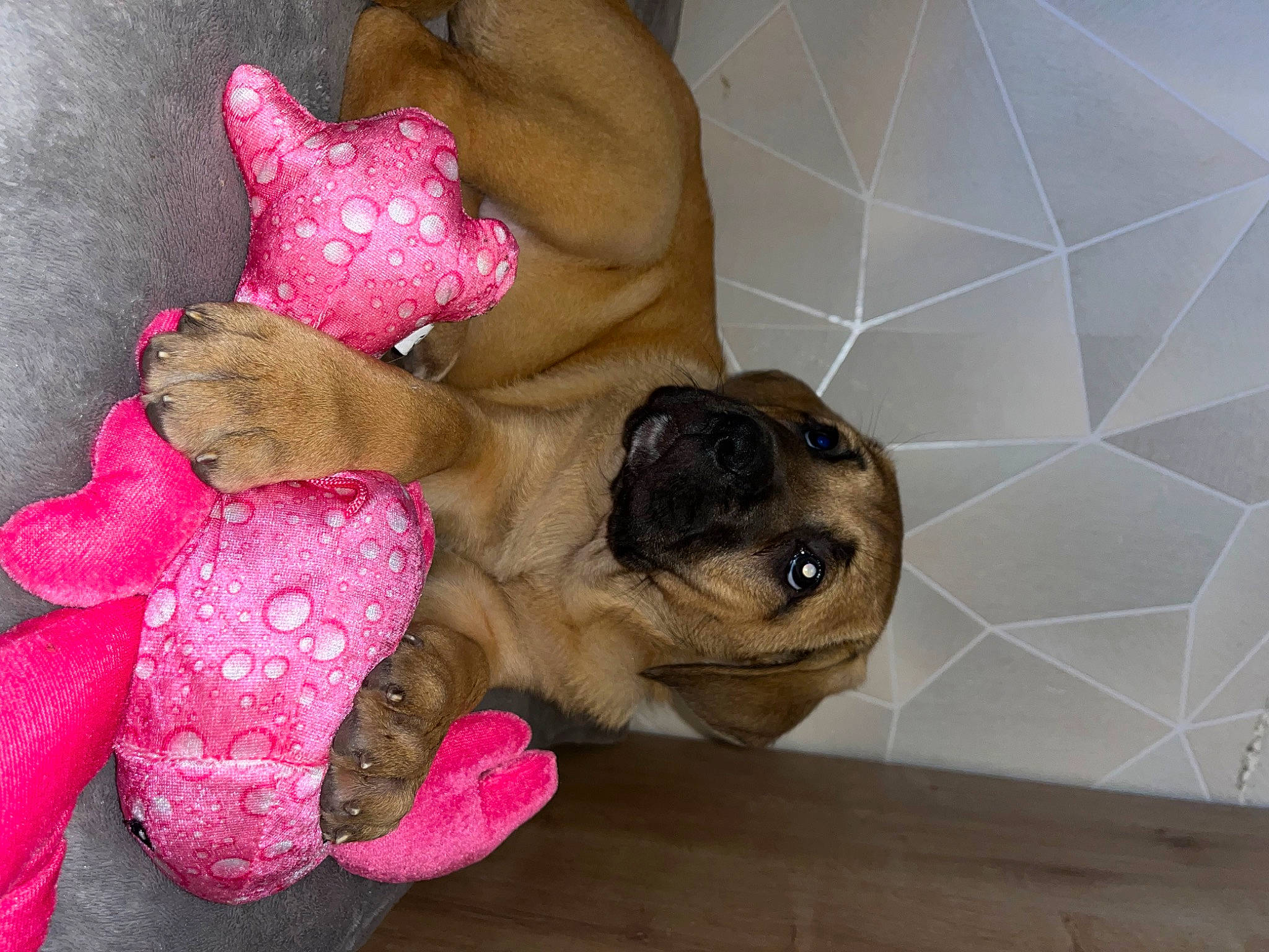 Fauve a rejoint le concours — aidez-le/la à gagner de superbes lots ! canidae, carnivore, comfort, companion_dog, dog, dog_breed, dog_supply, fawn, flooring, foot, magenta, paw, pet_supply, snout, sporting_group, stuffed_toy, teddy_bear, tile_flooring, toy, working_animal