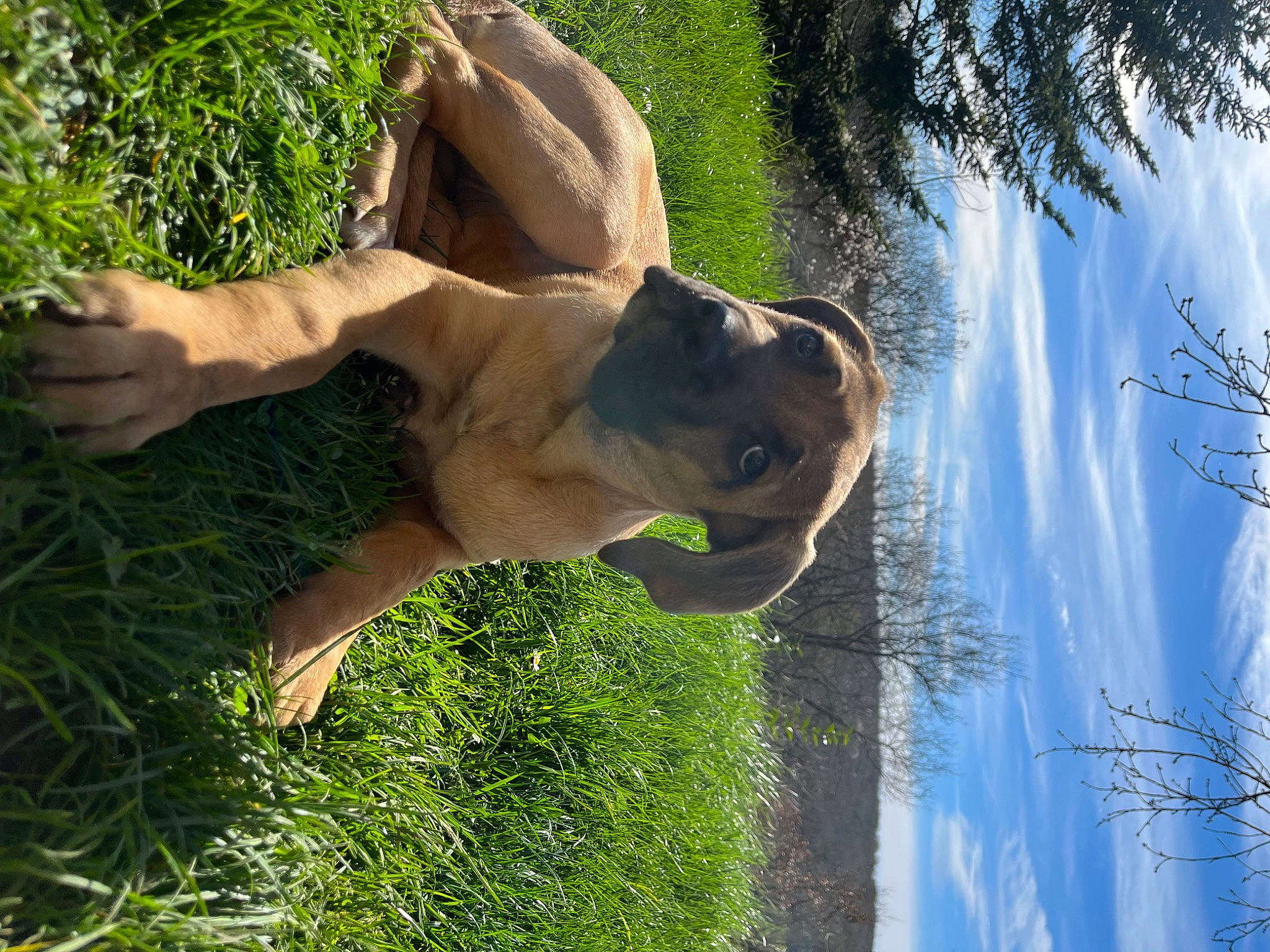 Fauve participe au concours pour gagner de l'argent avec cette photo : carnivore, dog, dog_breed, fawn, fun, gesture, grass, happy, landscape, leisure, nature, people_in_nature, plant, sculpture, sky, tree, water, wood, woody_plant, working_animal