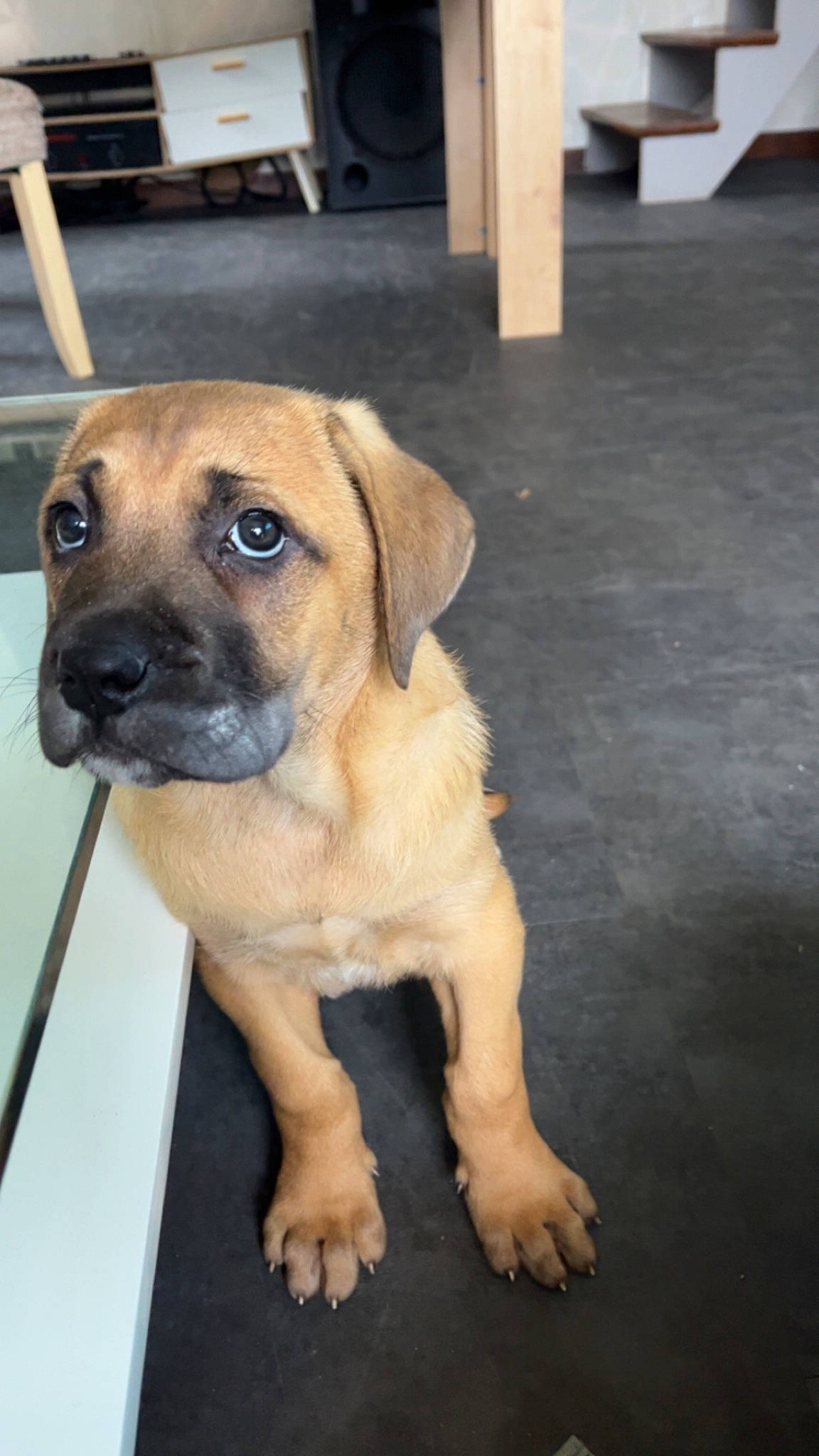 Fauve a rejoint le concours — aidez-le/la à gagner de superbes lots ! canidae, carnivore, companion_dog, dog, dog_breed, fawn, flooring, fur, non_sporting_group, pet_supply, puppy, sporting_group, toy_dog, whiskers, working_animal, working_dog