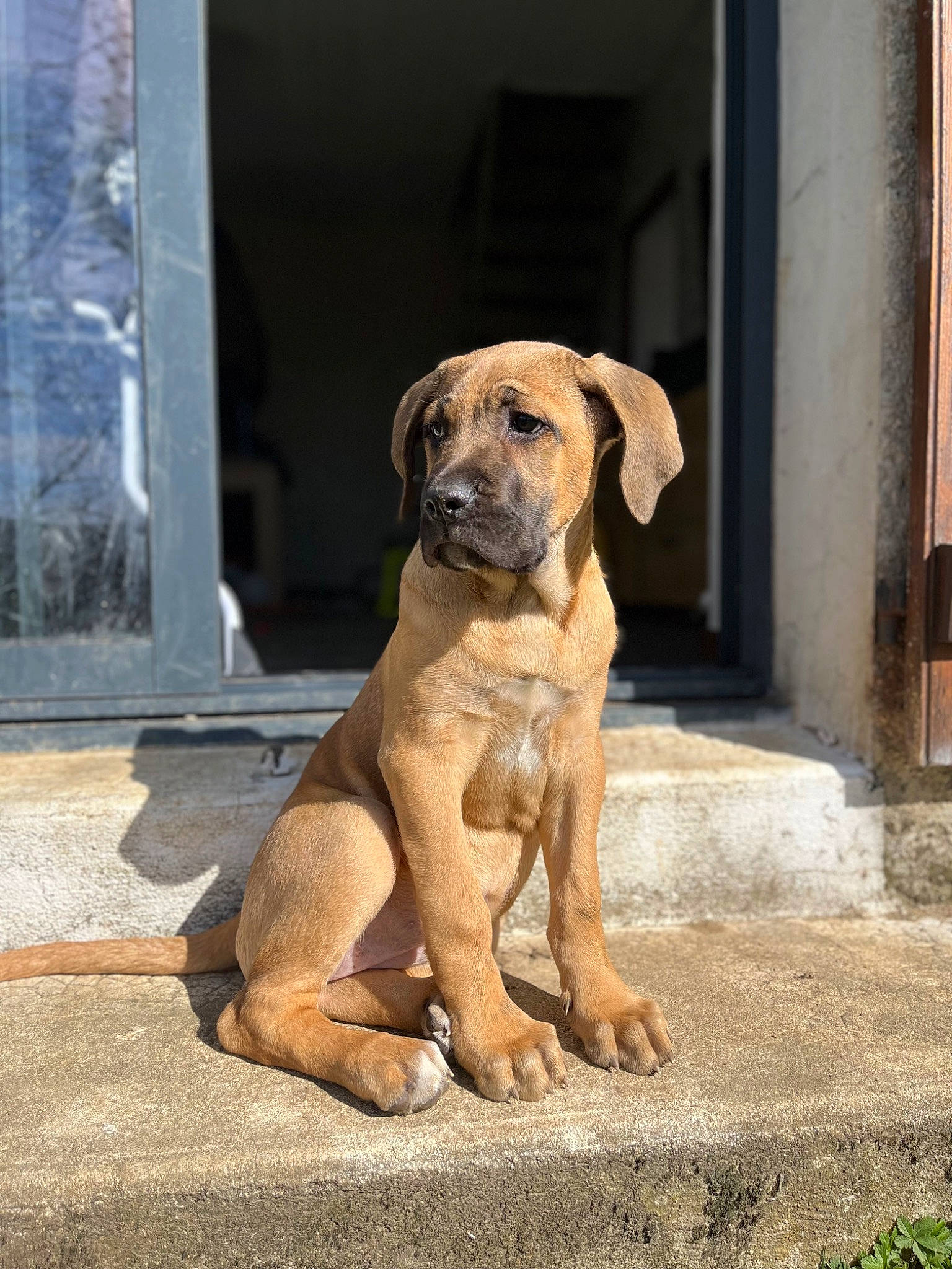 Fauve participe au concours pour gagner de l'argent avec cette photo : ancient_dog_breeds, canidae, carnivore, companion_dog, dog, dog_breed, fawn, non_sporting_group, pet_supply, puppy, snout, sporting_group, tail, terrestrial_animal, working_animal, working_dog