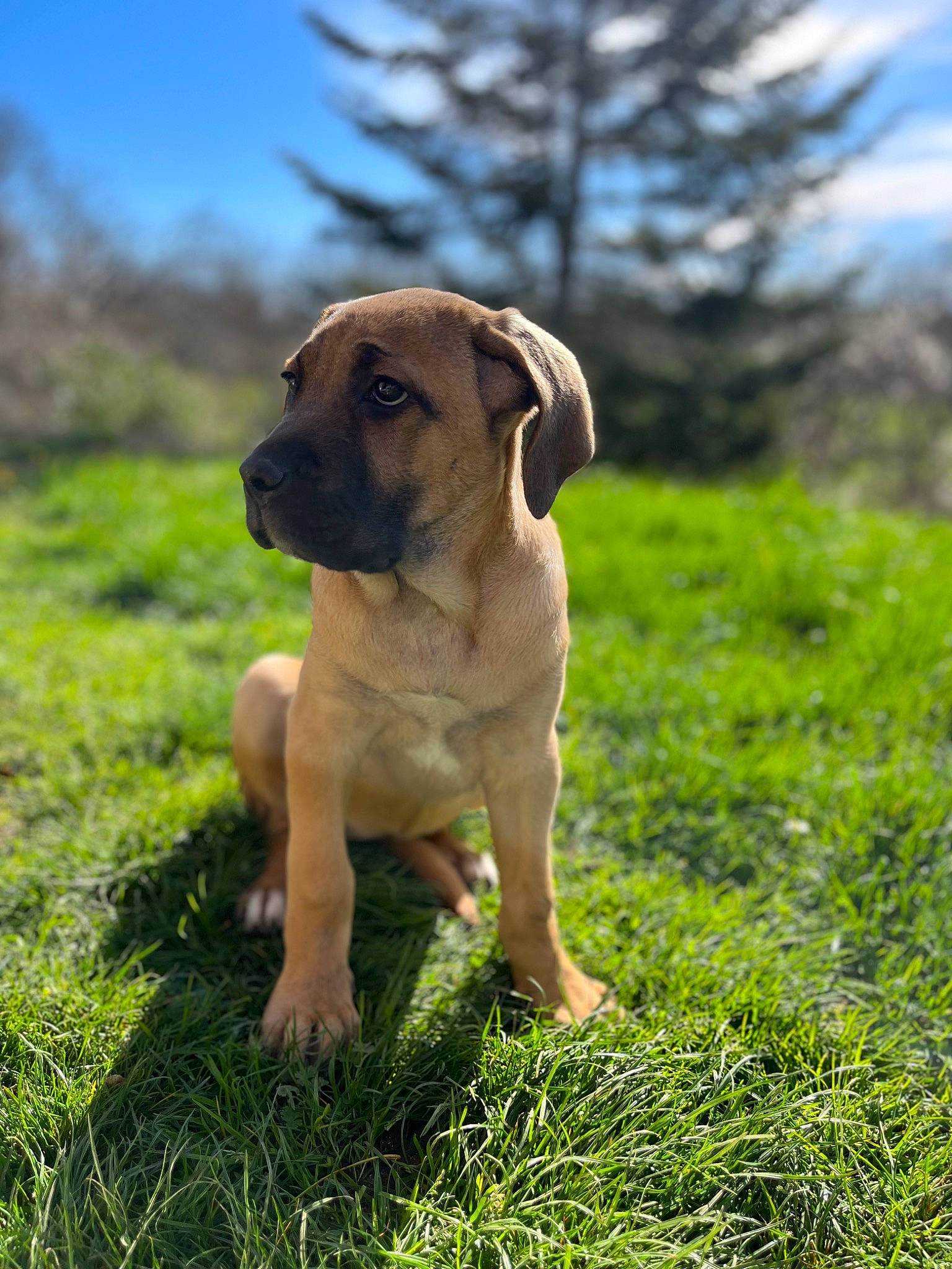 Fauve participe au concours pour gagner de l'argent avec cette photo : canidae, carnivore, companion_dog, dog, dog_breed, fawn, grass, grassland, guard_dog, molosser, pasture, plant, prairie, sky, snout, sporting_group, terrestrial_animal, tree, working_animal, working_dog