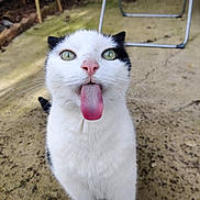 Pepsi participe au concours pour gagner de l'argent avec cette photo : cat, animal, pet, tongue_out, black_and_white, outdoor, playful, curious, feline, whiskers, close_up, ground, metal_frame, texture, green_eyes, cute, funny, nature, portrait, expression