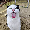 cat, animal, pet, tongue_out, black_and_white, outdoor, playful, curious, feline, whiskers, close_up, ground, metal_frame, texture, green_eyes, cute, funny, nature, portrait, expression