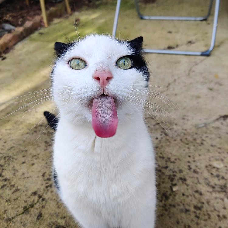 Pepsi participe au concours pour gagner de l'argent avec cette photo : cat, animal, pet, tongue_out, black_and_white, outdoor, playful, curious, feline, whiskers, close_up, ground, metal_frame, texture, green_eyes, cute, funny, nature, portrait, expression