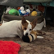 Tucker is registered to the contest to win money with this photo: dog, toy, plush_toy, carpet, indoor, brown_and_white_dog, stuffed_animals, blanket, floor, pet, chewing, relaxed, animal, home, cozy, furniture, decor, resting, small_dog, cute