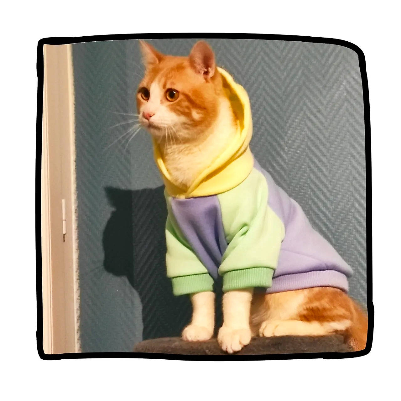 Taro participe au concours pour gagner de l'argent avec cette photo : carnivore, cat, collar, computer_accessory, dishware, electronic_device, fawn, felidae, linens, pet_supply, rectangle, sleeve, small_to_medium_sized_cats, square, technology, whiskers