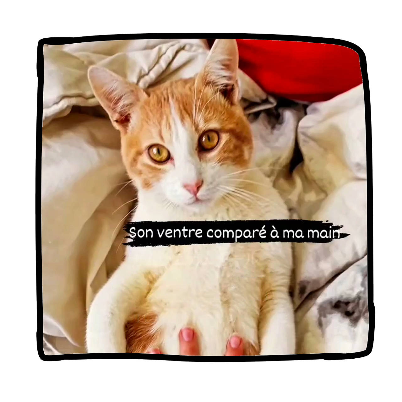 Taro a rejoint le concours — aidez-le/la à gagner de superbes lots ! art, carnivore, cat, comfort, computer_accessory, electronic_device, felidae, font, fur, gesture, happy, metal, paw, photo_caption, product, rectangle, small_to_medium_sized_cats, technology, textile, whiskers