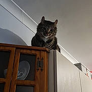 Spock is registered to the contest to win money with this photo: cat, tabby, indoor, kitchen, cabinet, wood, white_cabinet, curious, pet, feline, animal, domestic, furniture, sitting, looking_down, shadow, lighting, ceiling, household, home