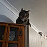 cat, tabby, indoor, kitchen, cabinet, wood, white_cabinet, curious, pet, feline, animal, domestic, furniture, sitting, looking_down, shadow, lighting, ceiling, household, home