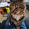 Spock is registered to the contest to win money with this photo: cat, tabby_cat, pet, indoor, lap, fur, whiskers, close_up, animal, mammal, person, jeans, clothing, furniture, table, chair, floor, relaxed, curious, household