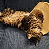 Spock is registered to the contest to win money with this photo: cat, tabby_cat, fluffy_cat, lying_down, belly_up, blue_couch, straw_hat, indoor, pet, relaxed, playful, feline, animal, cozy, cute, fur, whiskers, sleepy, domestic_cat, resting