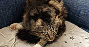 Spock is registered to the contest to win money with this photo: cat, tabby, fluffy, green_eyes, paws, blanket, stars, blue_couch, indoor, pet, feline, fur, whiskers, relaxed, alert, domestic_animal, cute, mammal, animal, resting