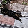 cat, animal, pet, outdoor, plant, pot, grass, dirt, tile, doorstep, relaxed, stretching, fur, black_and_brown, white_paws, side_view, nature, resting, sunlight, home