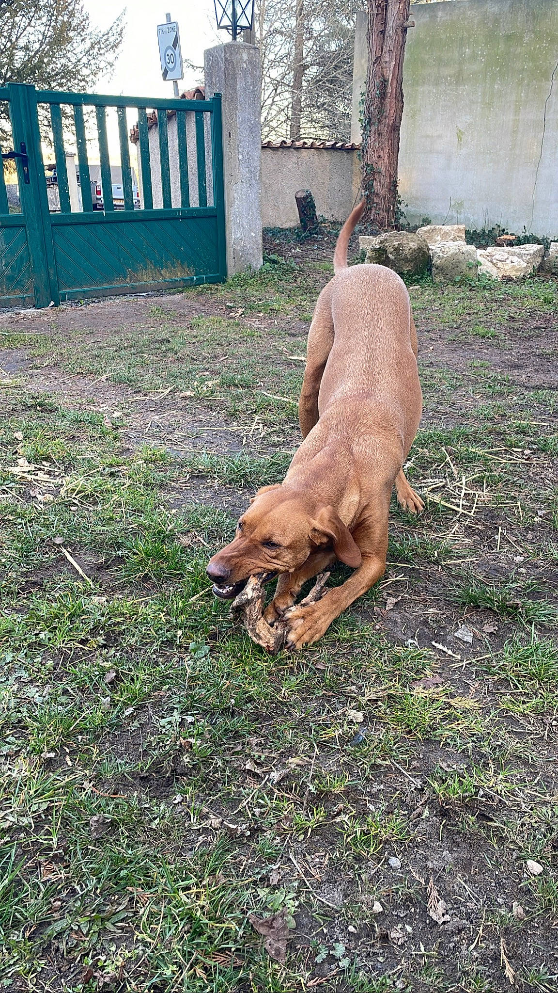 Praline participe au concours pour gagner de l'argent avec cette photo : canidae, carnivore, companion_dog, dog, dog_breed, fawn, fence, grass, guard_dog, home_fencing, human_leg, hunting_dog, plant, sporting_group, street_dog, tail, terrestrial_animal, working_dog