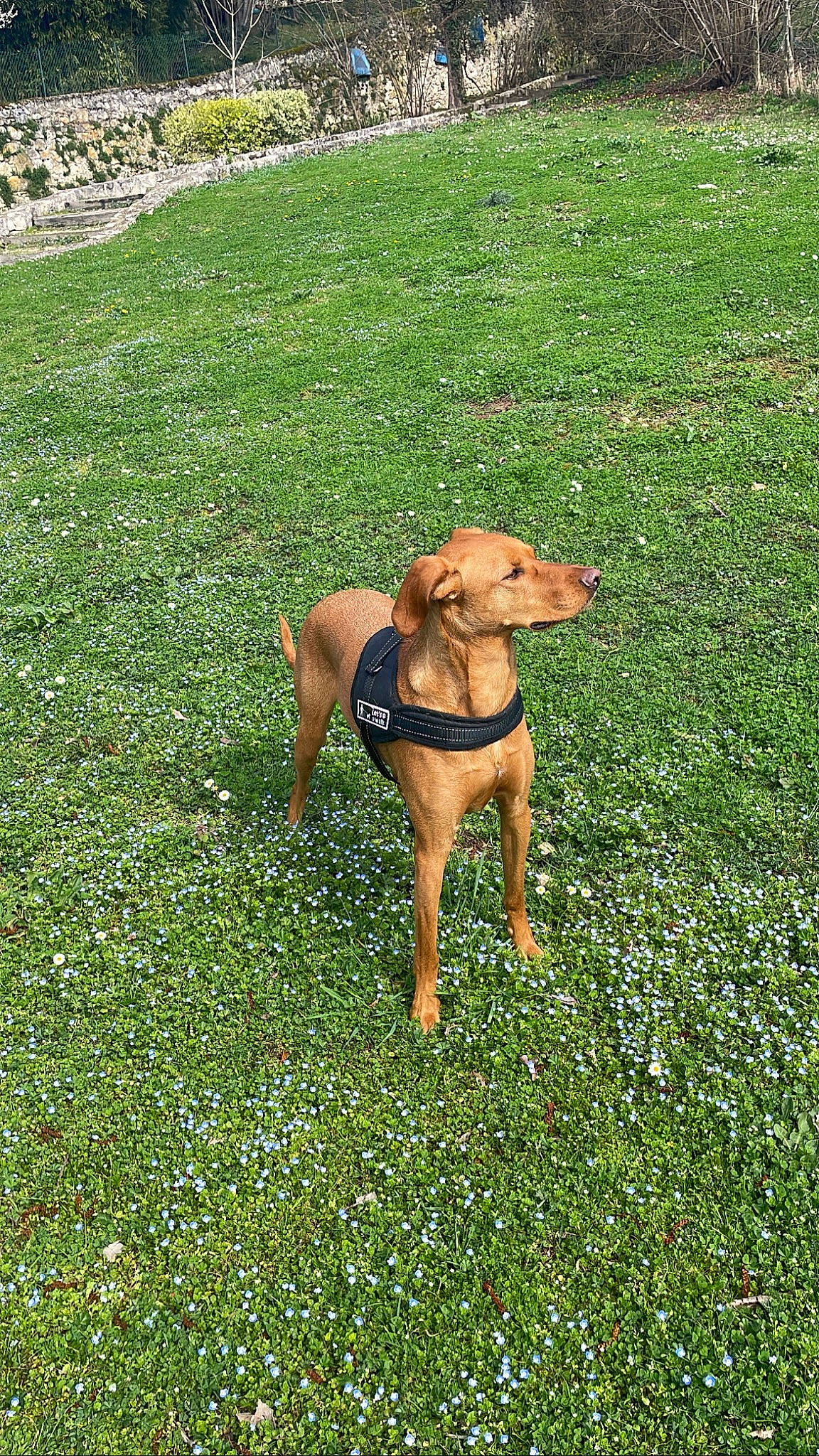 Praline a rejoint le concours — aidez-le/la à gagner de superbes lots ! carnivore, companion_dog, dog, dog_breed, fawn, field, grass, grassland, groundcover, lawn, liver, meadow, pasture, people_in_nature, pet_supply, plant, sporting_group, tail, terrestrial_animal, working_animal