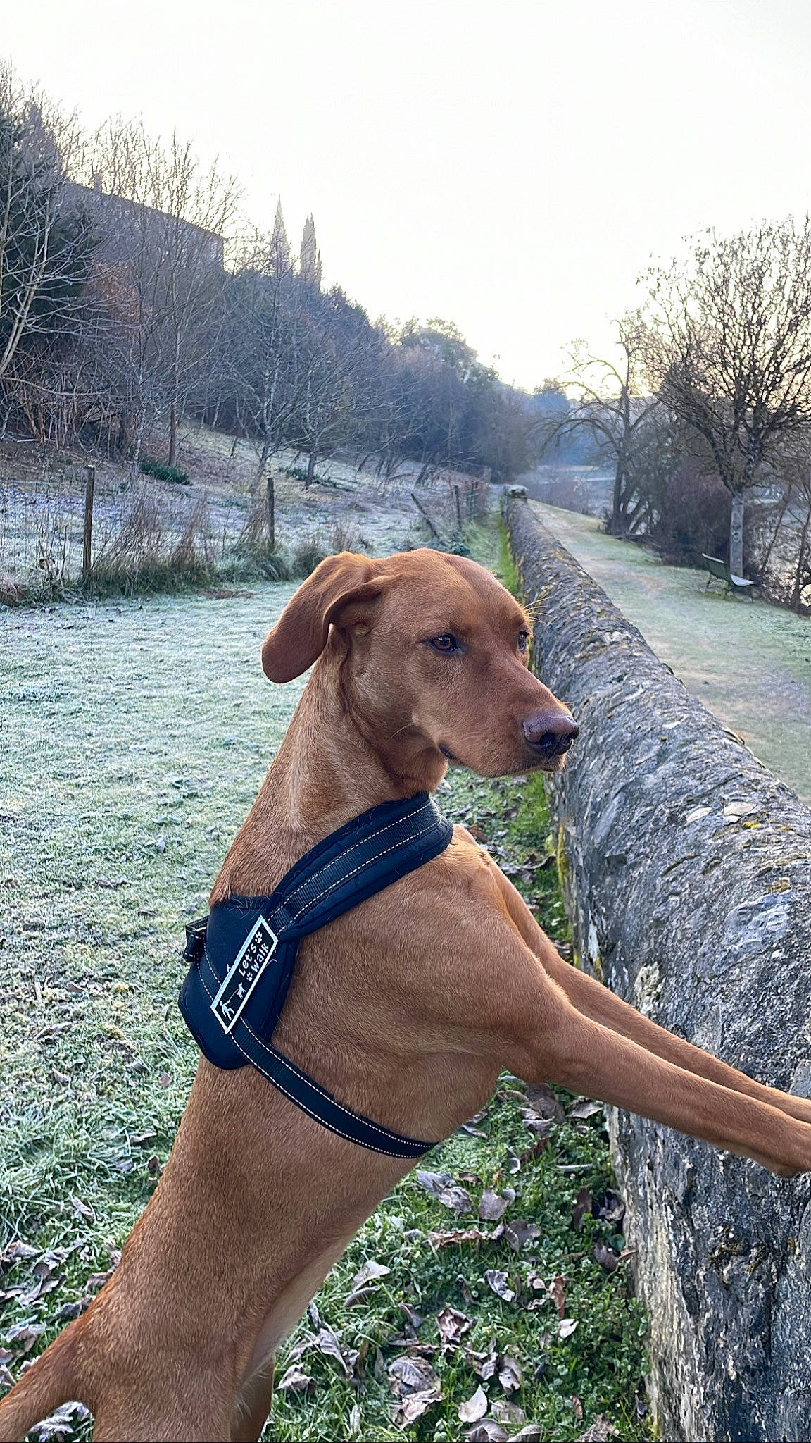 Praline a rejoint le concours — aidez-le/la à gagner de superbes lots ! canidae, carnivore, collar, companion_dog, dog, dog_breed, dog_collar, dog_supply, fawn, liver, pet_supply, plant, sighthound, sky, snout, sporting_group, tail, tree, winter, working_animal