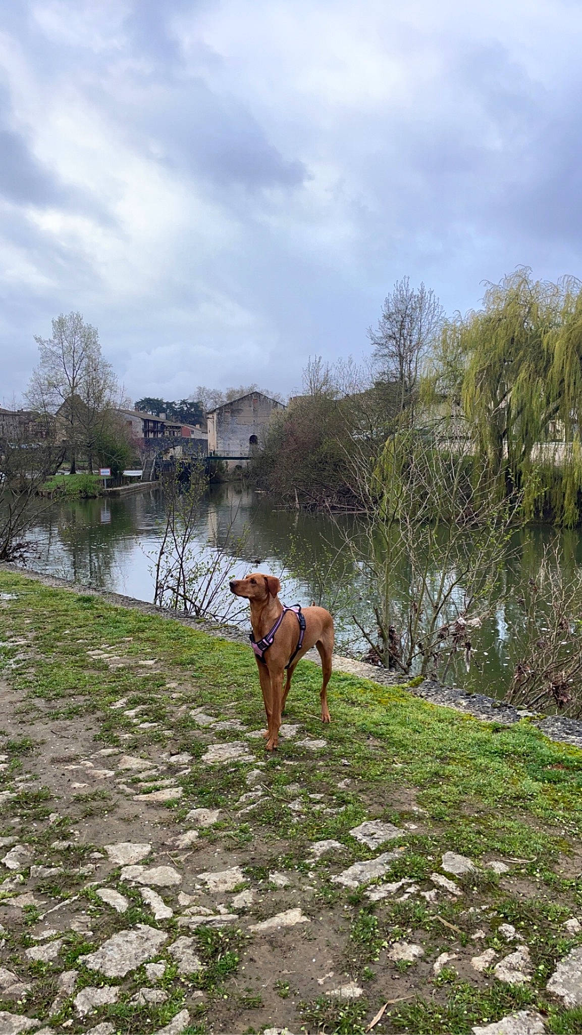 Praline participe au concours pour gagner de l'argent avec cette photo : bank, building, carnivore, cloud, dog, dog_breed, fawn, grass, lacustrine_plain, lake, landscape, plant, reservoir, shrub, sky, sporting_group, tree, water, watercourse, working_animal