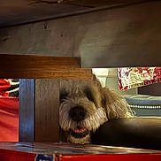Blu is registered to the contest to win money with this photo: dog, indoor, wooden_table, face, peeking, furniture, fabric, red_cloth, patterned_cloth, home, cozy, pet, animal, curious, shadow, soft_light, chair, table_leg, smiling, fur