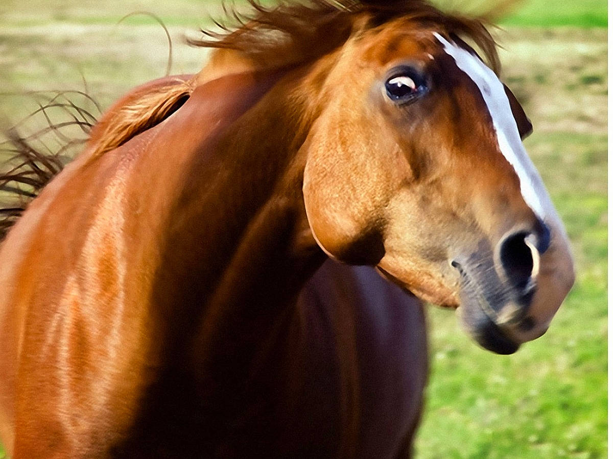 Rex a rejoint le concours — aidez-le/la à gagner de superbes lots ! bridle, eyelash, grass, grassland, horse, horse_supplies, horse_tack, landscape, liver, livestock, mane, mare, pack_animal, pasture, rein, snout, sorrel, stallion, terrestrial_animal, working_animal