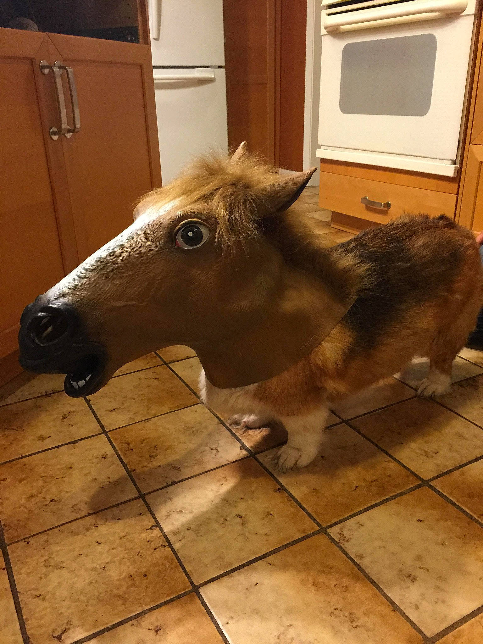 Rex a rejoint le concours — aidez-le/la à gagner de superbes lots ! bovine, cabinetry, dog_breed, door, fawn, floor, flooring, goat, goats, hardwood, liver, livestock, mane, pack_animal, snout, television, terrestrial_animal, whiskers, wood, working_animal