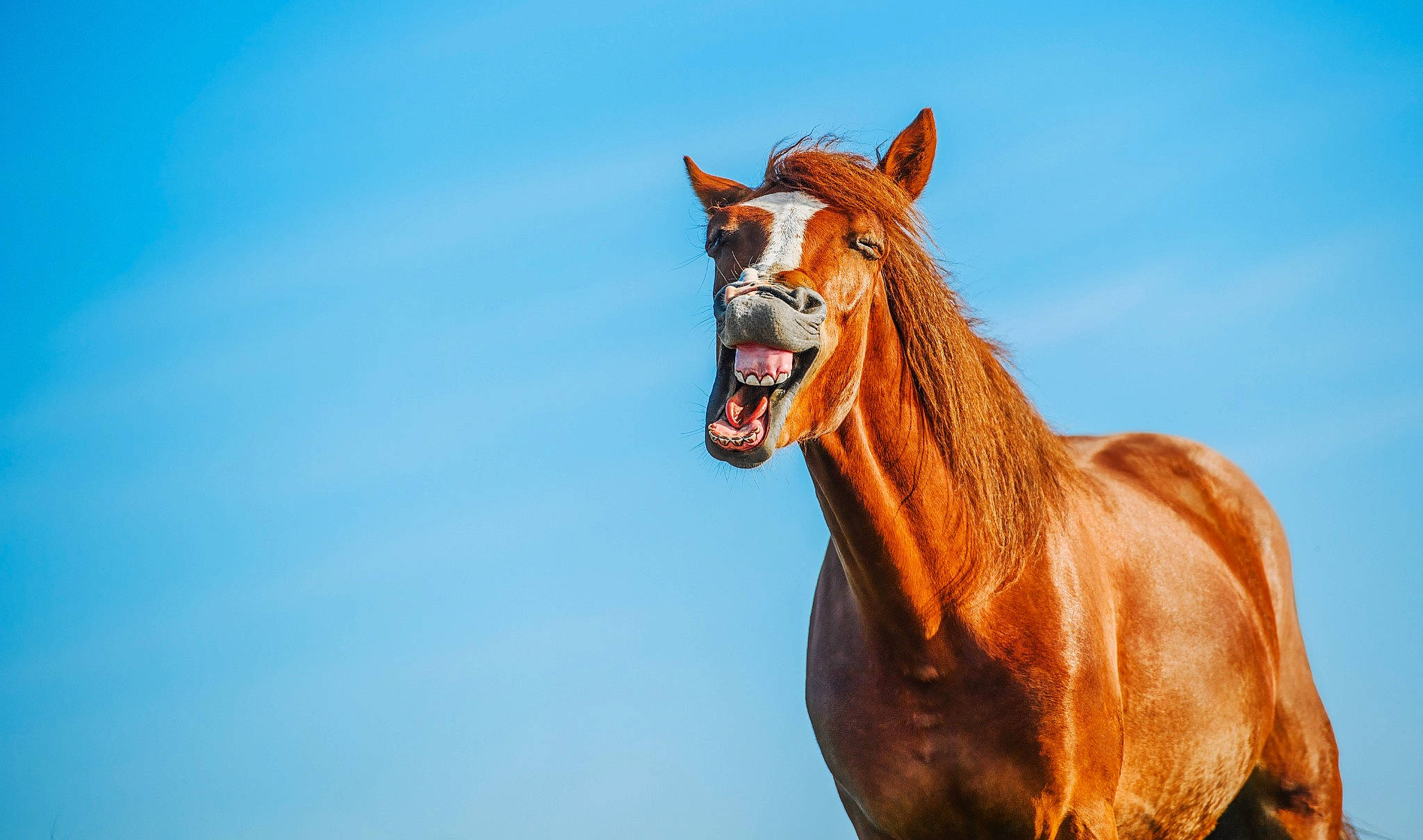 Rex participe au concours pour gagner de l'argent avec cette photo : art, eye, fawn, grassland, head, horse, landscape, liver, livestock, mane, mare, pack_animal, sky, snout, sorrel, stallion, terrestrial_animal, wildlife, wood, working_animal