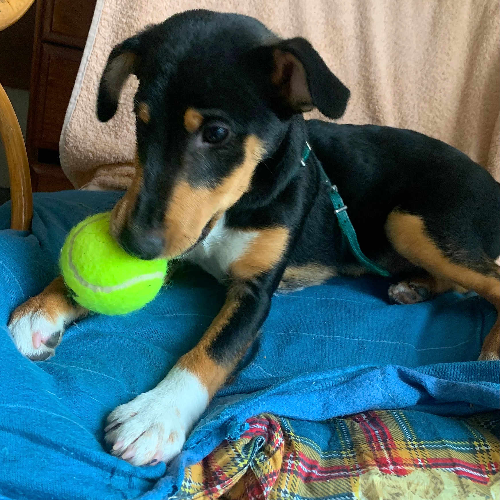 Milou participe au concours pour gagner de l'argent avec cette photo : puppy, dog, tennis_ball, black_coat, tan_coat, blanket, plaid, indoor, pet, playful, chewing, paw, collar, furniture, cute, animal, resting, closeup, young_dog, canine